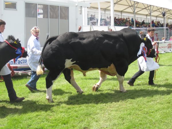 SetWidth600-Extreme-bull-Cornwall-show